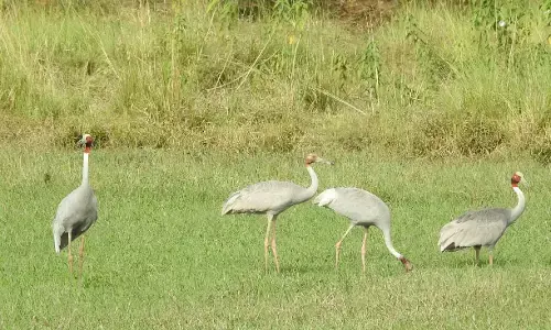 भंडारा : तुमसर के गोंडीटोला तालाब परिसर में मिले चार सारस पक्षी भंडारा : तुमसर के गोंडीटोला तालाब परिसर में मिले चार सारस पक्षी
