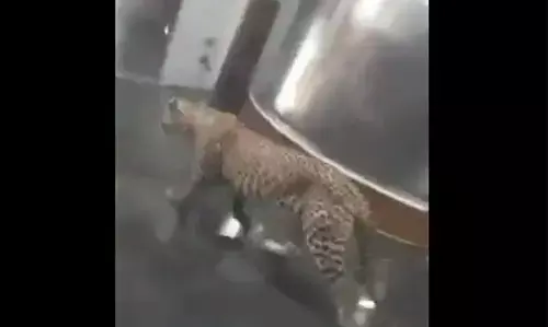 फैक्ट्री के अंदर आतंक मचाते तेंदुए का वीडियो गाजियाबाद का नहीं, जानिए वायरल हो रहे वीडियो का सच ?