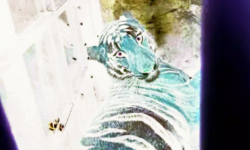 डॉट मार कर जख्मी बाघ को किया बेहोश