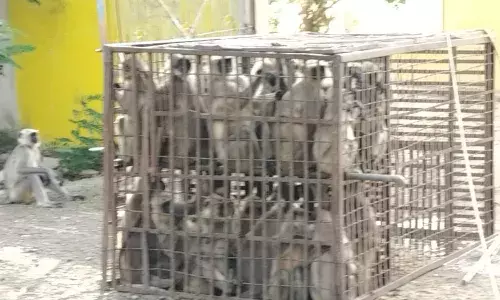 आतंक मचा रहे 35 बंदरों को पिंजरे में बंद कर जंगल में छोड़ा