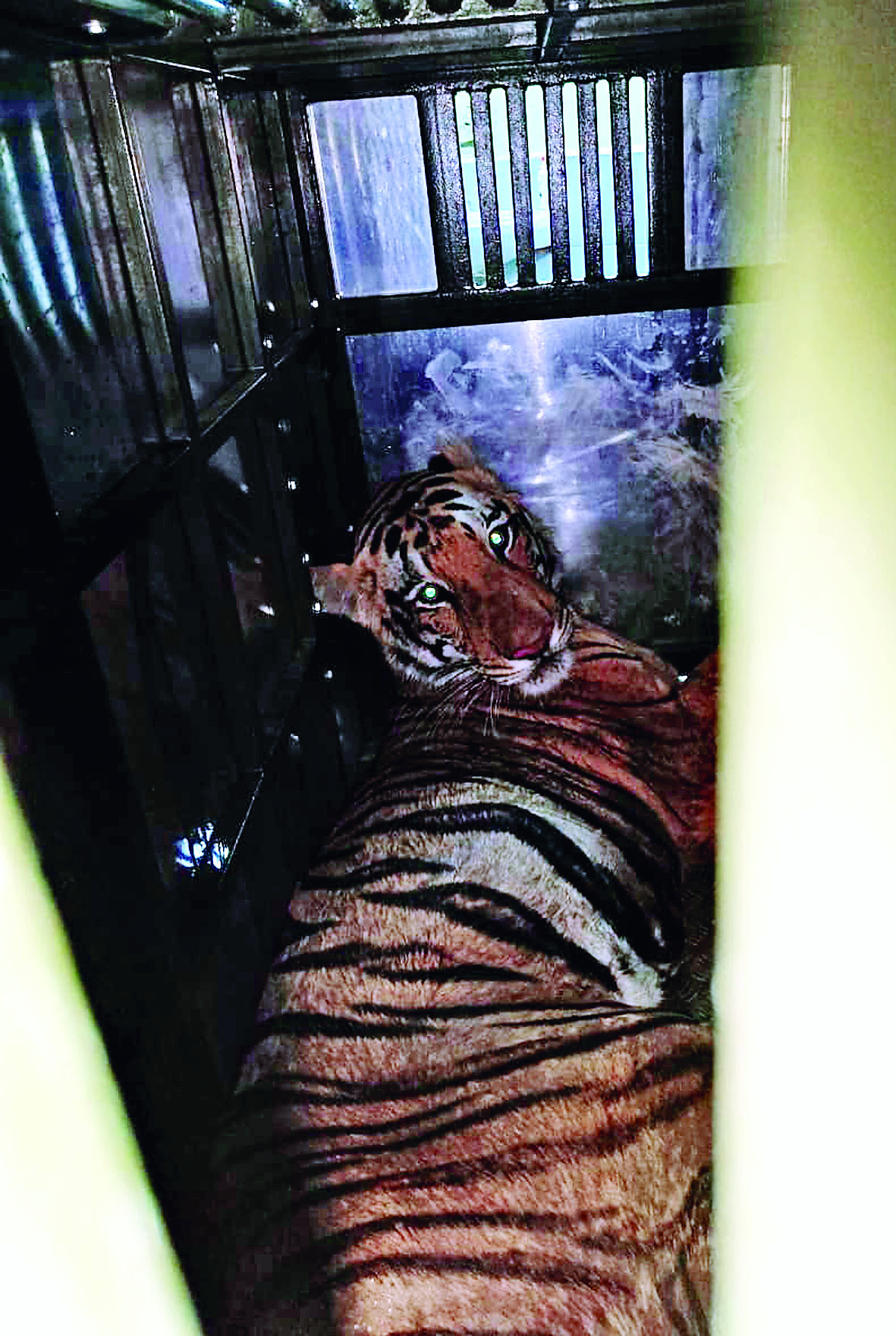डॉट मार कर जख्मी बाघ को किया बेहोश डॉट मार कर जख्मी बाघ को किया बेहोश