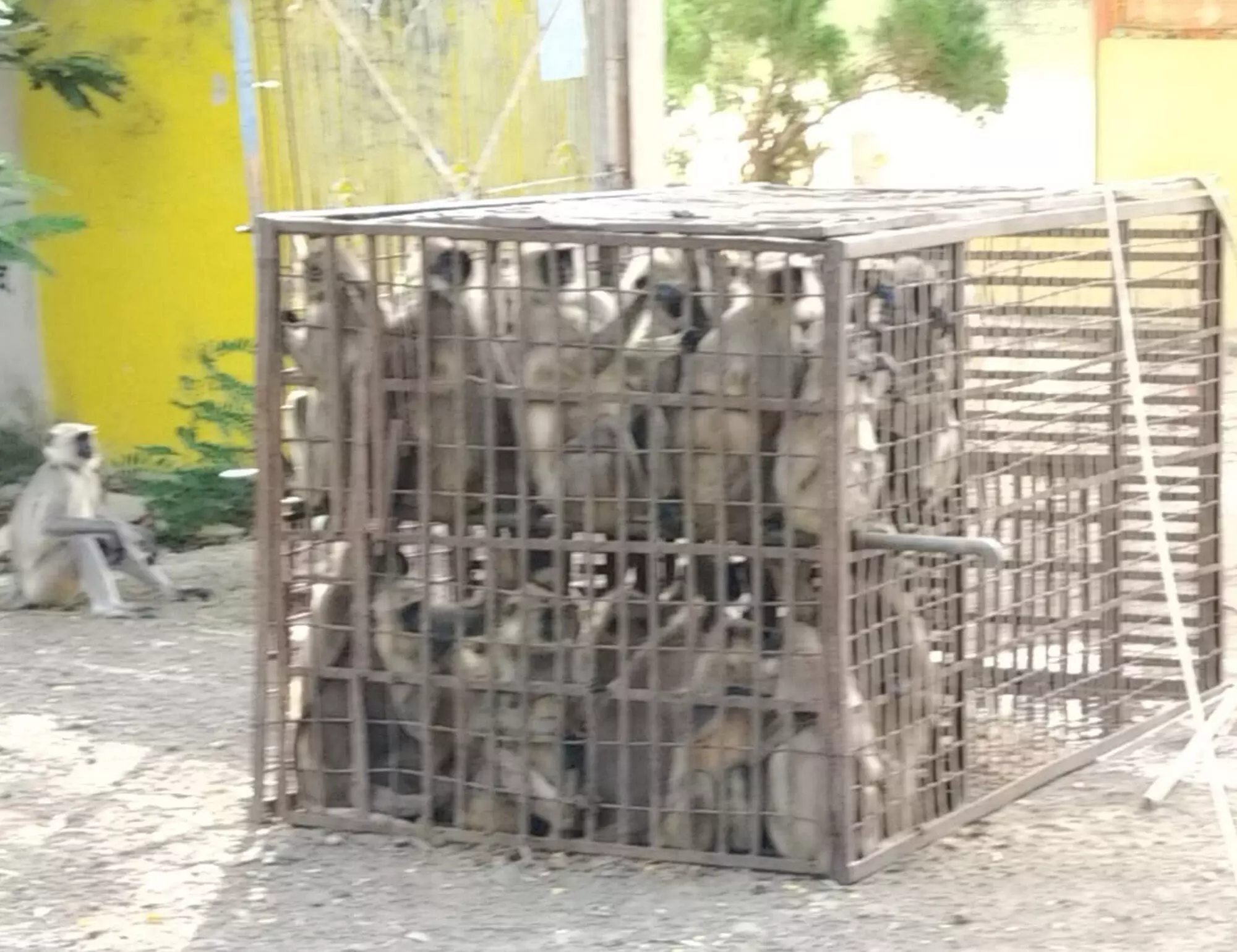 आतंक मचा रहे 35 बंदरों को पिंजरे में बंद कर जंगल में छोड़ा आतंक मचा रहे 35 बंदरों को पिंजरे में बंद कर जंगल में छोड़ा