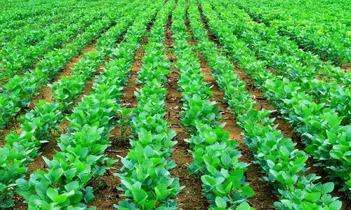 बारिश में देरी के कारण सोयाबीन और कपास का बुआई क्षेत्र बढ़ेगा बारिश में देरी के कारण सोयाबीन और कपास का बुआई क्षेत्र बढ़ेगा