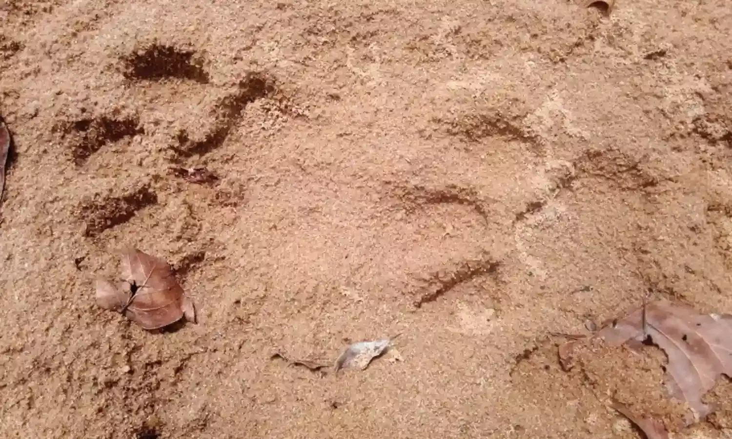 जंगल में मिली महिला की लाश, बाघ के हमले की आशंका