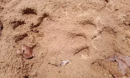 जंगल में मिली महिला की लाश, बाघ के हमले की आशंका