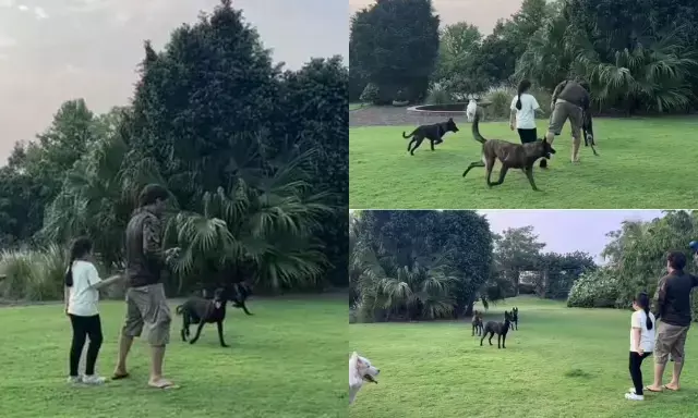 सर्जरी के बाद एमएस धोनी का पहला वीडियो आया सामने, पत्नी साक्षी ने डॉग्स के साथ खेलते हुए शेयर की वीडियो