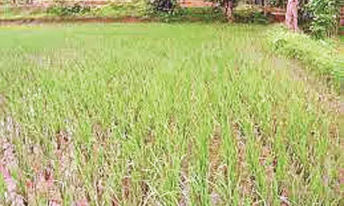 इस बार 2 लाख 43 हजार 359 हेक्टेयर क्षेत्र में होगी खरीफ फसल की बुआई