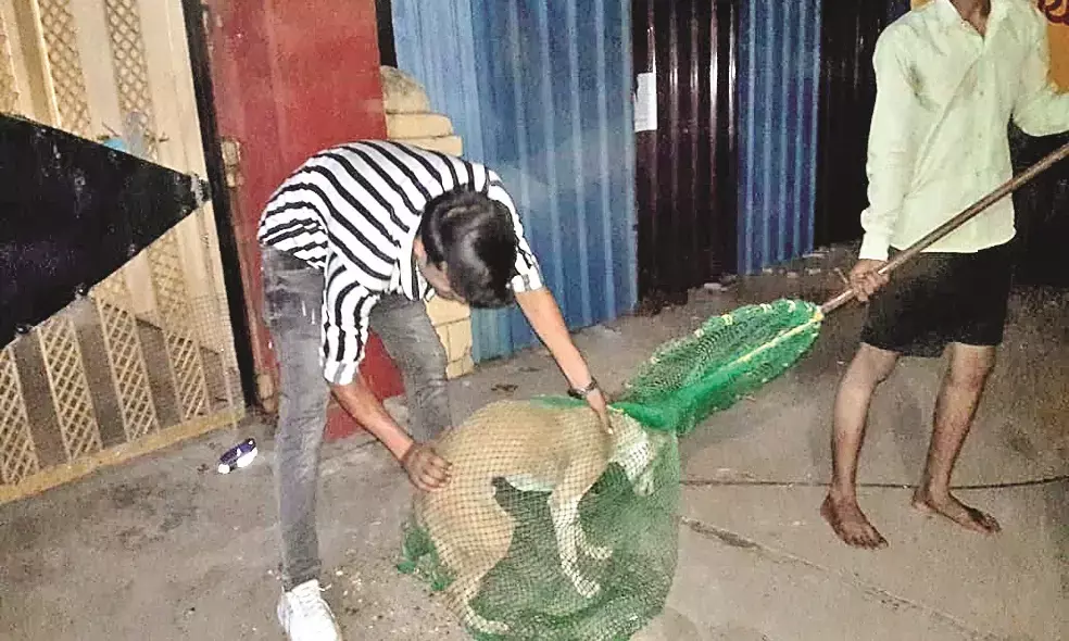 नगर परिषद पर आरोप - श्वानों का ऑपरेशन कर भूखा-प्यासा रख कहीं भी छोड़ा जा रहा