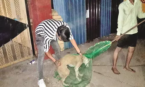 नगर परिषद पर आरोप - श्वानों का ऑपरेशन कर भूखा-प्यासा रख कहीं भी छोड़ा जा रहा नगर परिषद पर आरोप - श्वानों का ऑपरेशन कर भूखा-प्यासा रख कहीं भी छोड़ा जा रहा