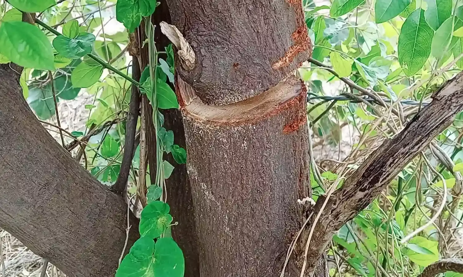 मोझरी क्षेत्र में चंदन तस्कर सक्रिय