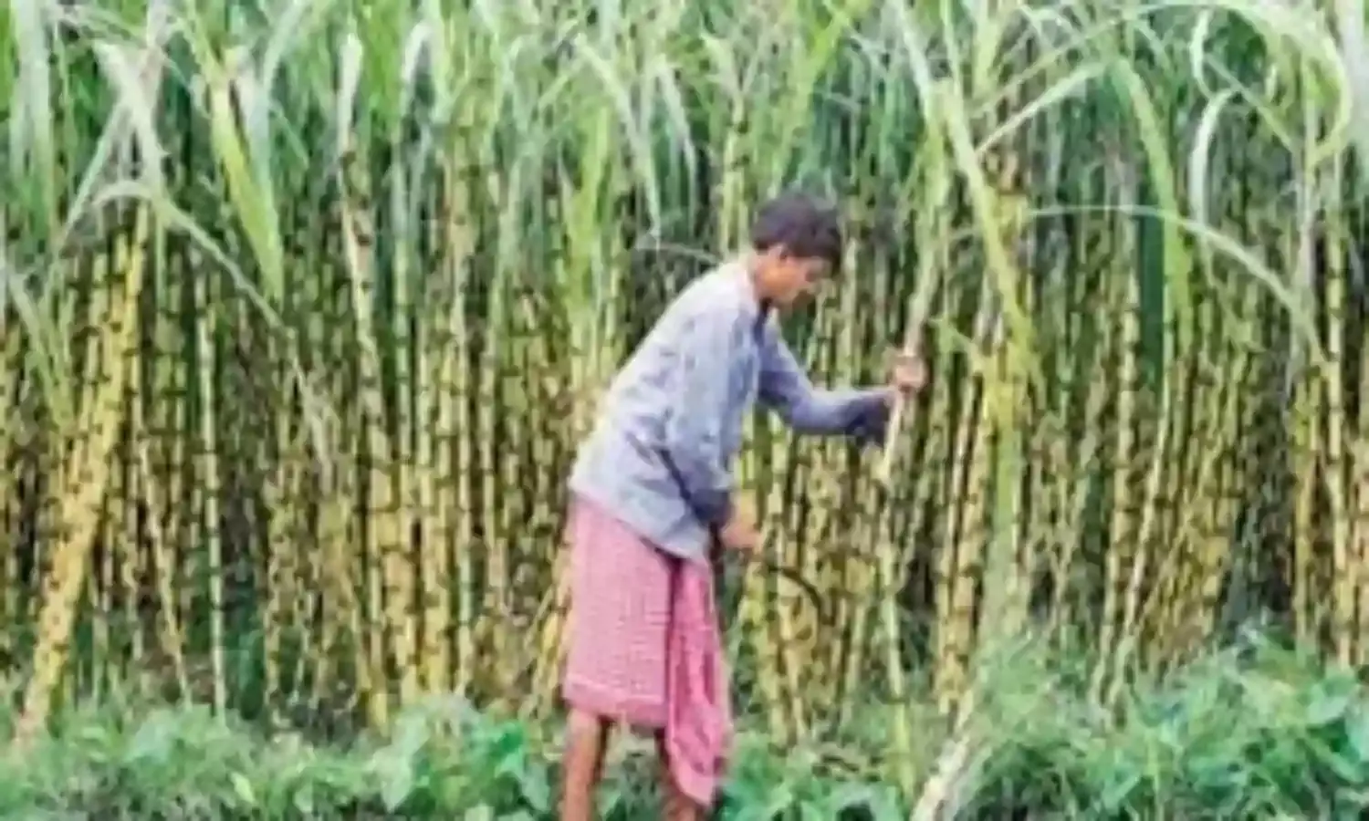 गन्ने की एफआरपी 10 रुपए प्रति क्विंटल की दर से बढ़ाने को मंजूरी