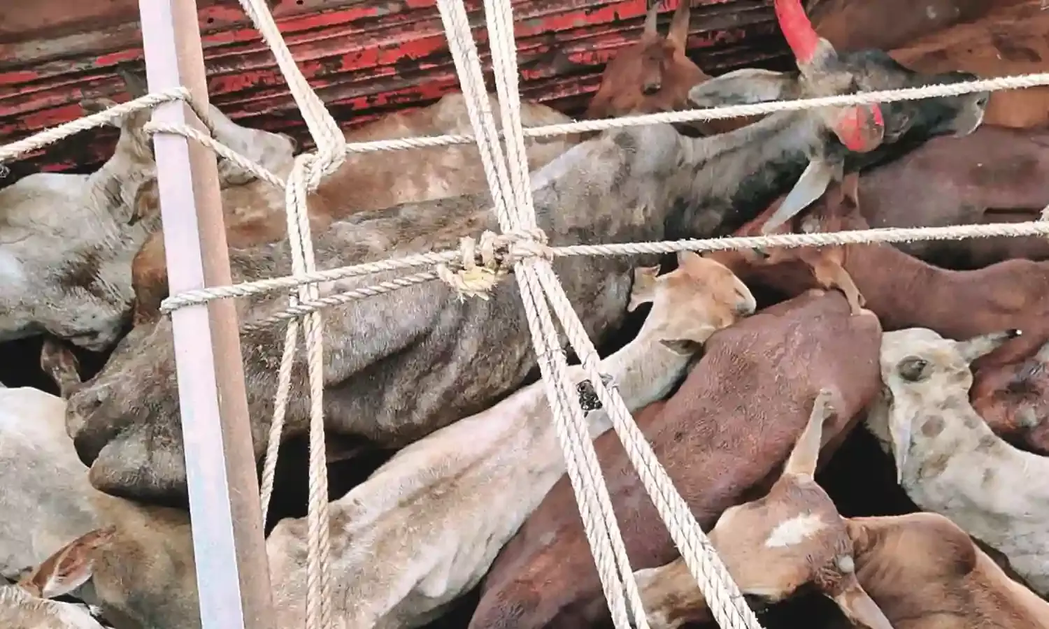 बूचड़खाने ले जाए जा रहे आठ मवेशियों को करवाया मुक्त