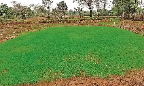 साढ़े पांच हजार हेक्टेयर क्षेत्र में लगी धान की नर्सरी, 1 जुलाई से शुरू होगी रोपाई