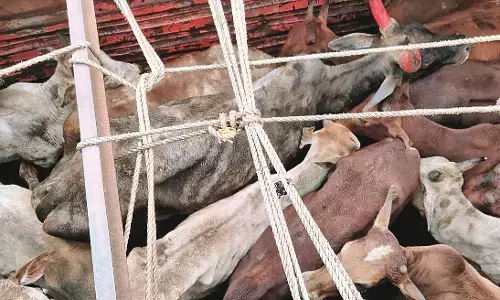 बूचड़खाने ले जाए जा रहे आठ मवेशियों को करवाया मुक्त बूचड़खाने ले जाए जा रहे आठ मवेशियों को करवाया मुक्त
