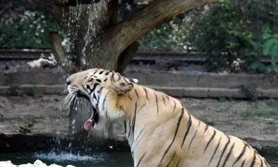 कर्नाटक में सोते वक्त एक व्यक्ति पर बाघ ने किया हमला