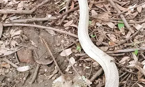 नागपुर में दिखा सफेद कोबरा, होता है बहुत जहरीला नागपुर में दिखा सफेद कोबरा, होता है बहुत जहरीला