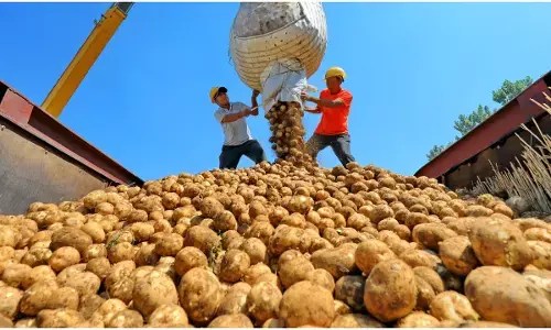 बिना लाइसेंस के भूटान से आलू आयात की अनुमति, नागपुर में बनेगा अंतरराष्ट्रीय कृषि सुविधा केंद्र