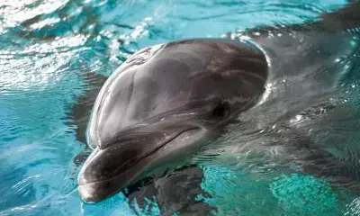 बदलेगी चंबल की पहचान, घोषित होगा डॉल्फिन अभयारण्‍य