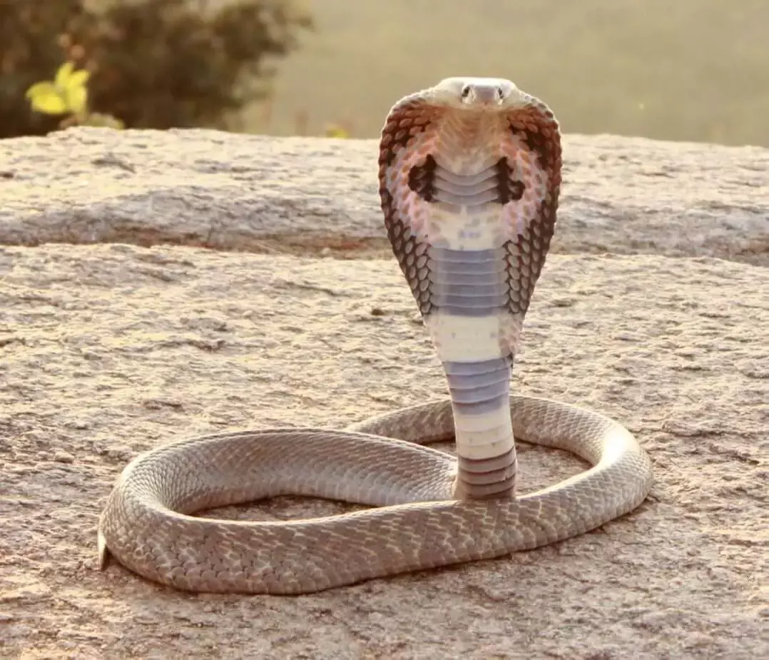 दुनिया का एक ऐसा देश जहां नही पाया जाता एक की सांप, वजह जानकर रह जाएंगे हैरान दुनिया का एक ऐसा देश जहां नही पाया जाता एक की सांप, वजह जानकर रह जाएंगे हैरान