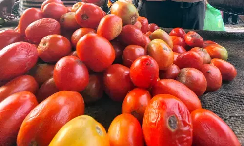 कर्नाटक के हासन में खेत से 3 लाख रुपये के टमाटर चोरी कर्नाटक के हासन में खेत से 3 लाख रुपये के टमाटर चोरी