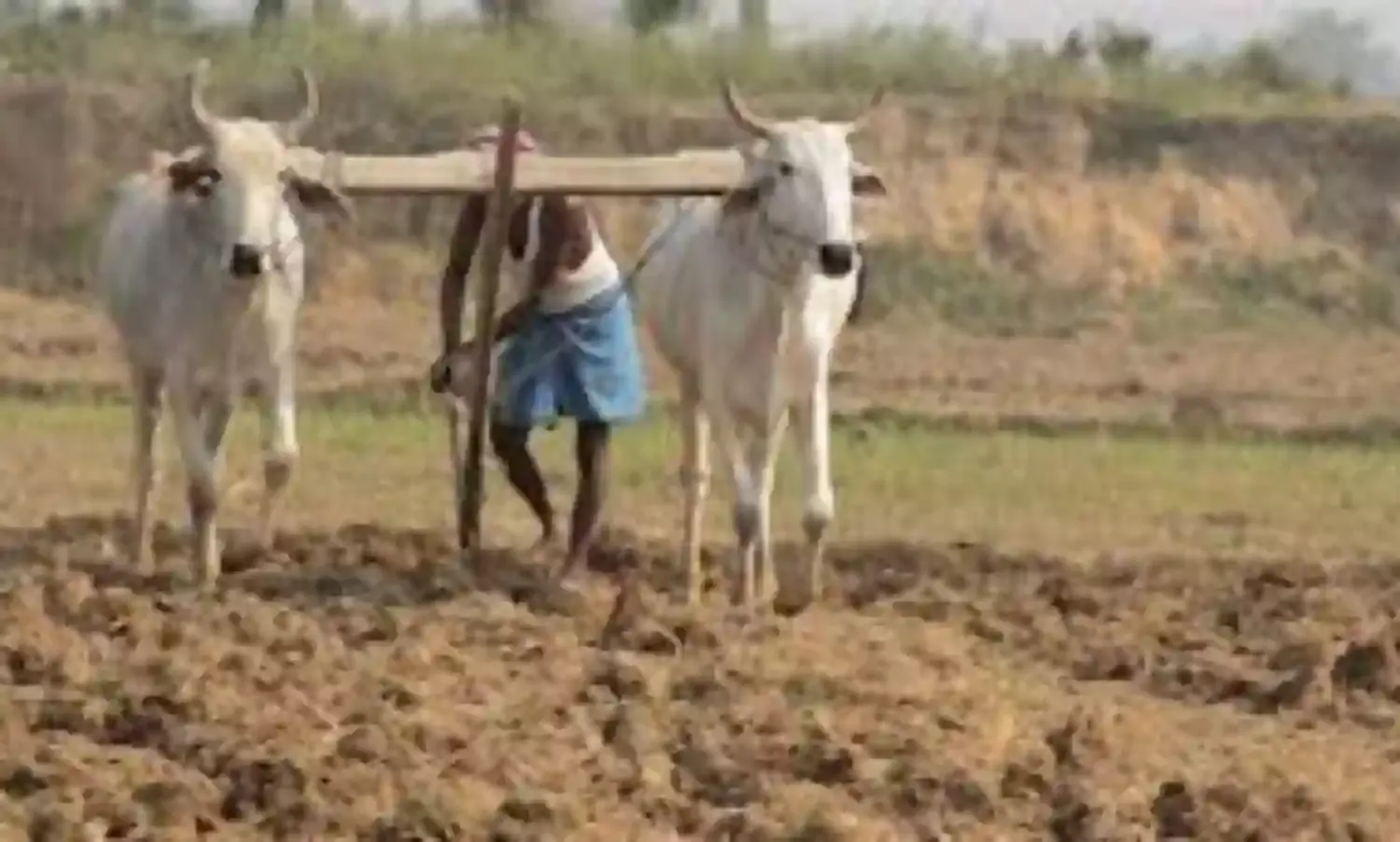 कमजोर बारिश का असर, खरीफ फसलों की बुआई पर पड़ रहा