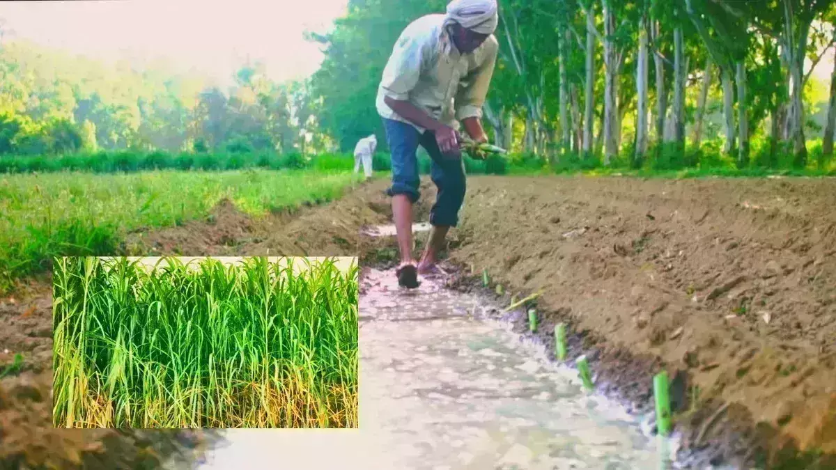 नेपियर घास से बनेगी बायो सीएनजी