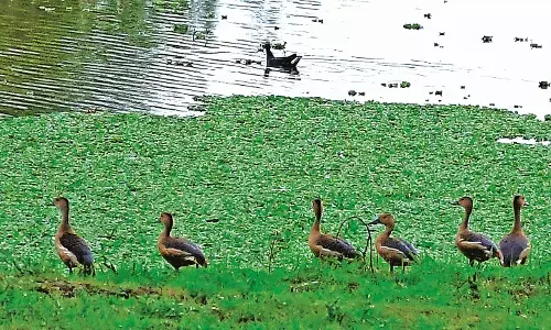 कल दिन में थी उमस, देर रात हुई बारिश- रविवार सुबह से आसमान में छाए रहे बादल कल दिन में थी उमस, देर रात हुई बारिश- रविवार सुबह से आसमान में छाए रहे बादल
