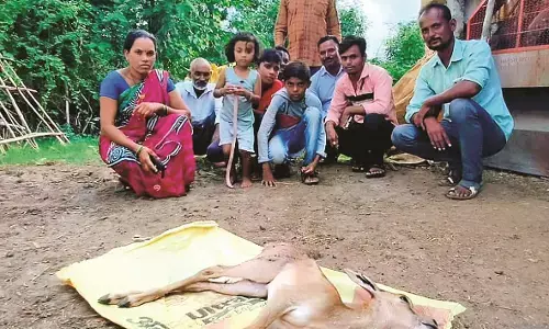 हिरण ने तोड़ा दम, वन विभाग की लापरवाही आई सामने हिरण ने तोड़ा दम, वन विभाग की लापरवाही आई सामने