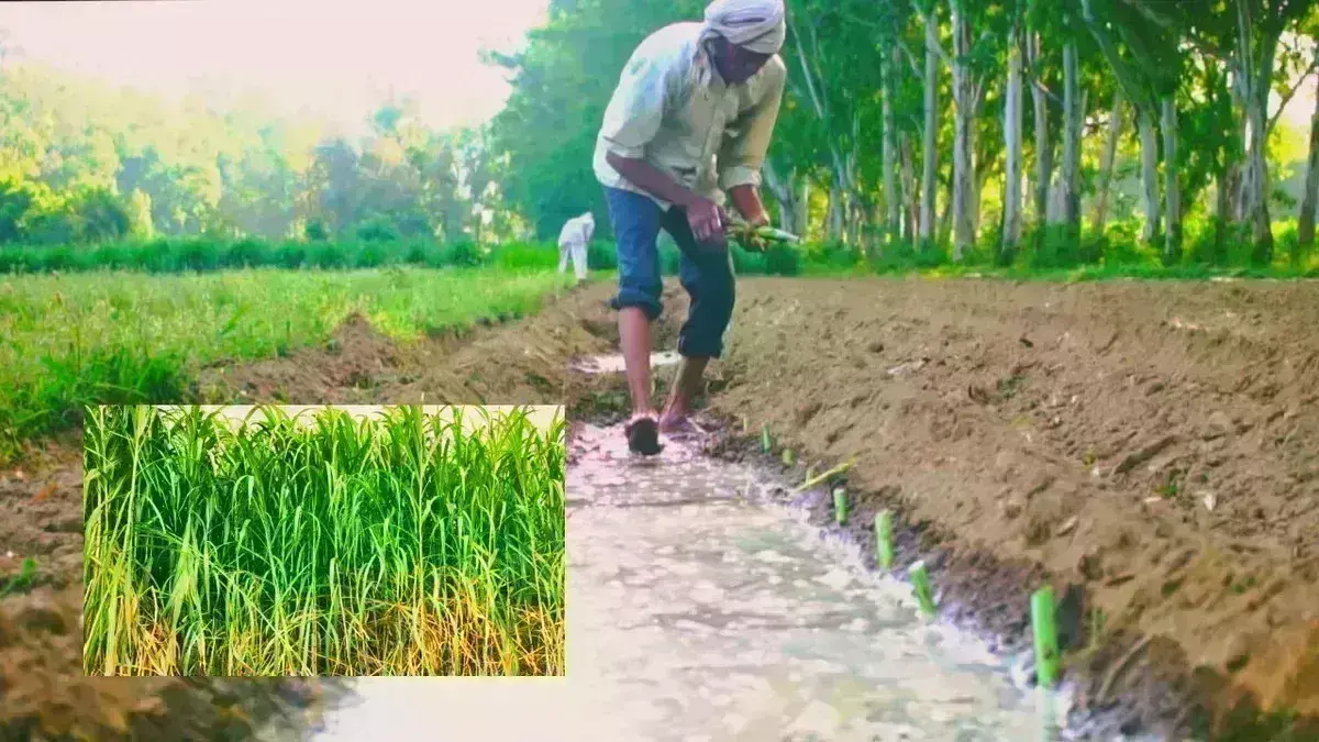 नेपियर घास से बनेगी बायो सीएनजी नेपियर घास से बनेगी बायो सीएनजी