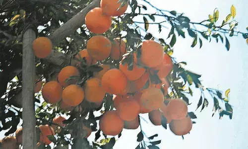 स्मार्ट योजना में कपास, संतरा को नया आयाम स्मार्ट योजना में कपास, संतरा को नया आयाम