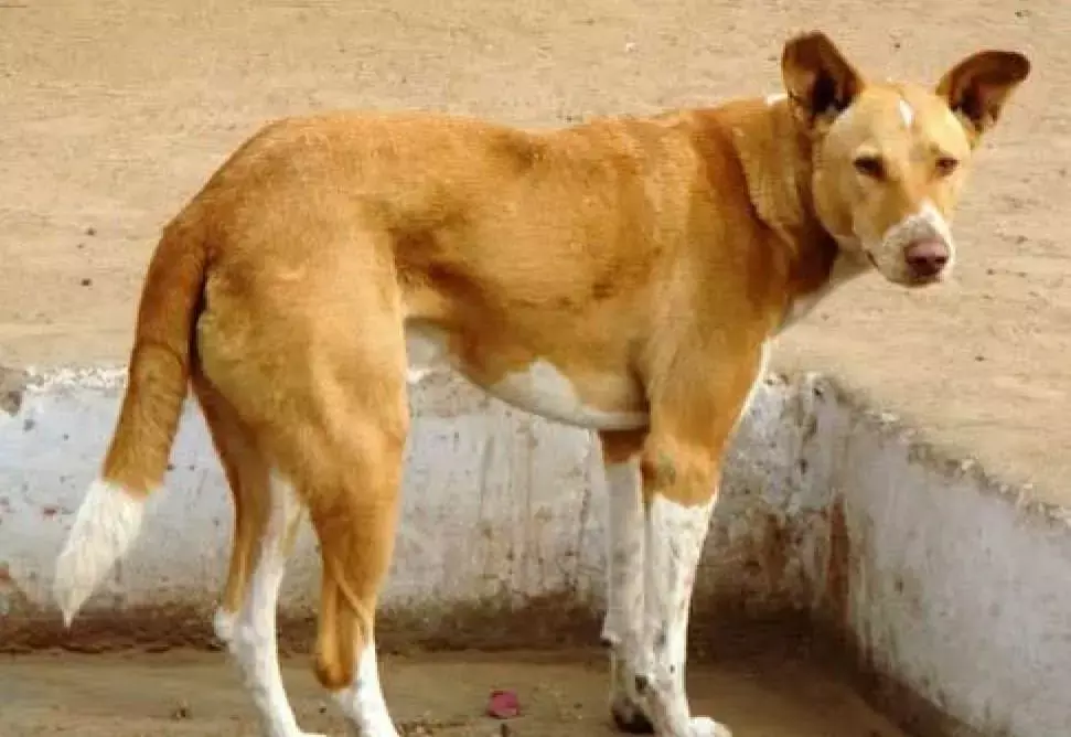 बनारस की गलियों में घूमने वाले आवारा कुत्ते की चमकी किस्मत! हवाई जहाज से उड़कर इटली जाएगा मोती