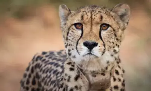 मध्यप्रदेश के कूनो नेशनल पार्क में एक और चीता तेजस की मौत