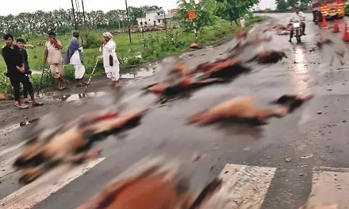 ट्रक चालक ने 50 भेड़ों को रौंदा, 15 से ज्यादा जख्मी ट्रक चालक ने 50 भेड़ों को रौंदा, 15 से ज्यादा जख्मी