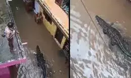 सोशल मीडिया पर रिहायशी इलाके में तैरते मगरमच्छ का वीडियो वायरल, जानिए क्या है इसके दावे की हकीकत?