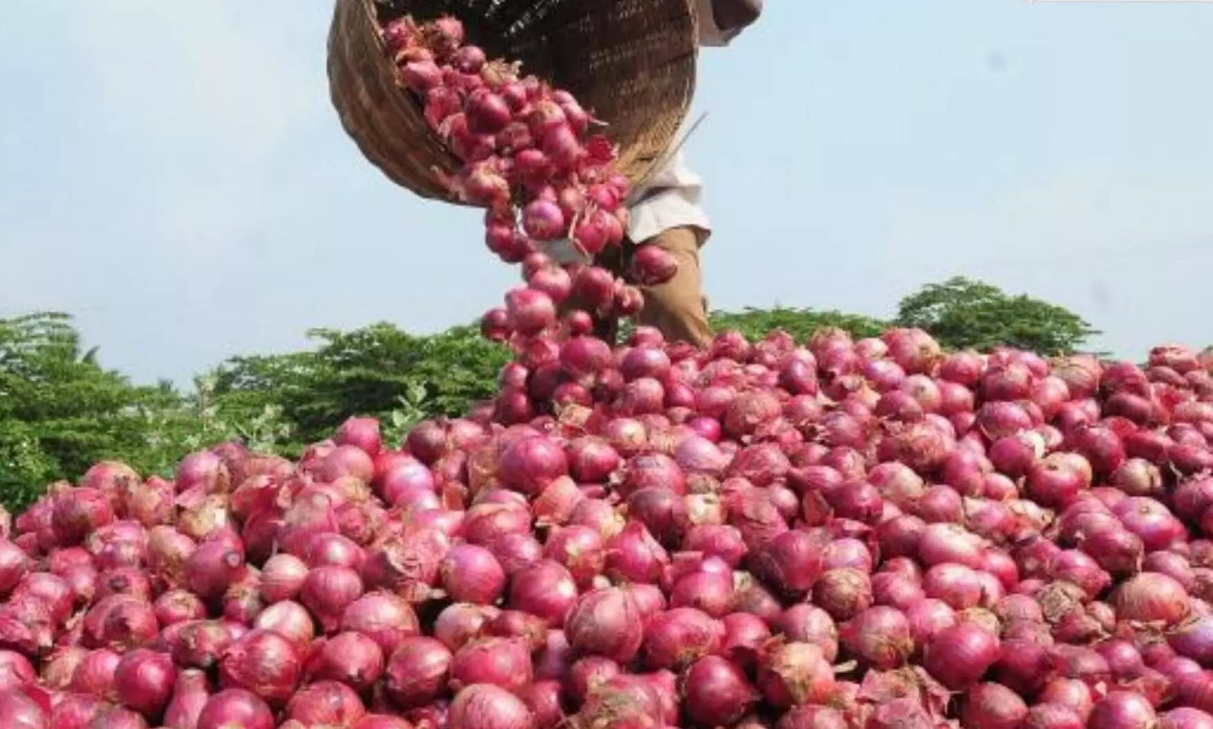 किसानों को अगस्त में मिलेगा प्याज का अनुदान, 550 करोड़ रुपए बकाया किसानों को अगस्त में मिलेगा प्याज का अनुदान, 550 करोड़ रुपए बकाया