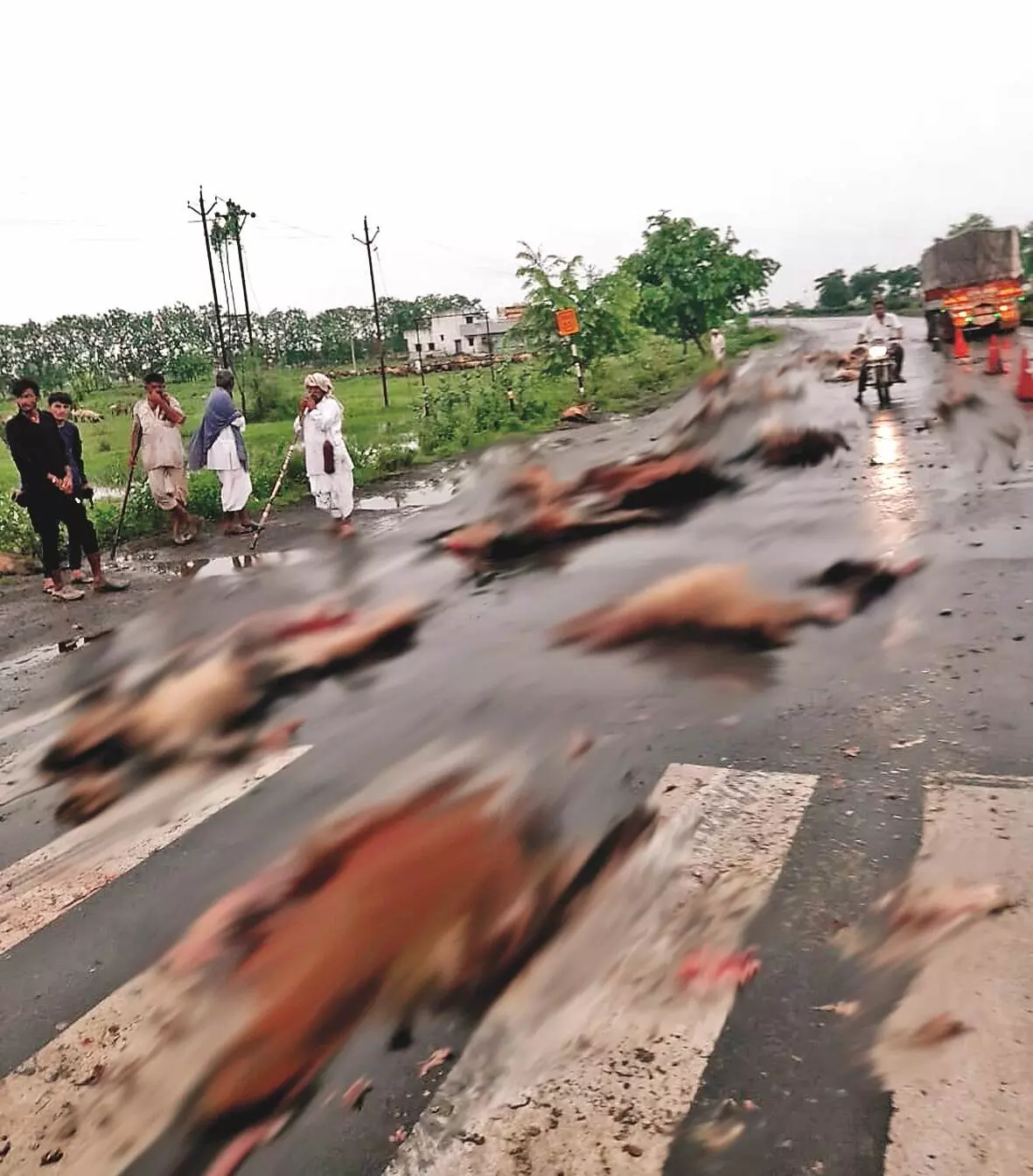 ट्रक चालक ने 50 भेड़ों को रौंदा, 15 से ज्यादा जख्मी ट्रक चालक ने 50 भेड़ों को रौंदा, 15 से ज्यादा जख्मी