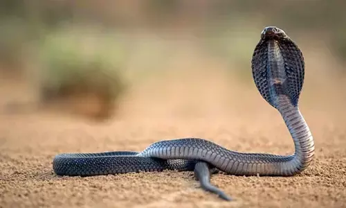 कॉलेज में निकला कोबरा सांप, शिक्षक ने देखा- तो अनहोनी टली कॉलेज में निकला कोबरा सांप, शिक्षक ने देखा- तो अनहोनी टली