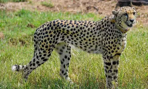 सरकार के प्रोजक्ट चीता को लगा एक और बड़ा झटका, कूनों में एक और चीते की मौत