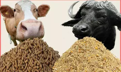 राज्य में आईएसआई मार्क वाले पशु खाद्य का उत्पादन और बिक्री हुआ अनिवार्य