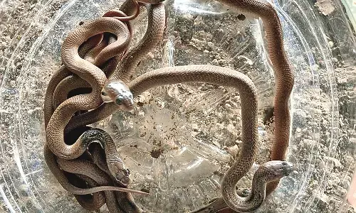 मचा हड़कंप : घर में निकले कोबरा के 9 सपोले मचा हड़कंप : घर में निकले कोबरा के 9 सपोले