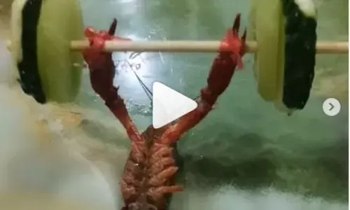 झिंगे पर चढ़ा बॉडीब्लिडिंग का क्रेज, खीरे के बार्बेल से लगाने लगा बेंचप्रेस, वीडियो हुआ वायरल