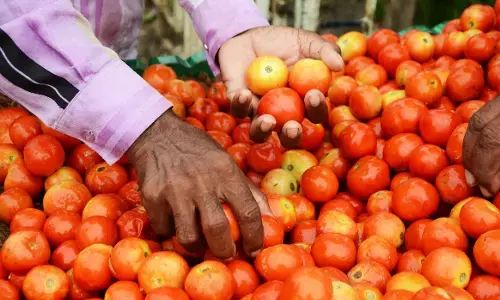 देशभर में आज से 80 रुपये प्रति किलो बिकेगा टमाटर, सरकार ने की घोषणा