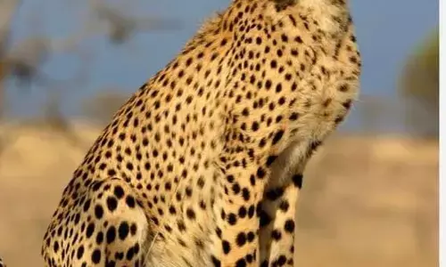 मप्र में चीतों को लेकर असमंजस : राज्य सरकार दूसरी जगह भेजने की तैयारी में, केंद्रीय मंत्री ने कहा, नहीं