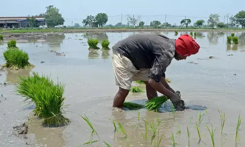 कम बारिश व  चावल और दालों की कम बुआई से कीमतें बढ़ीं