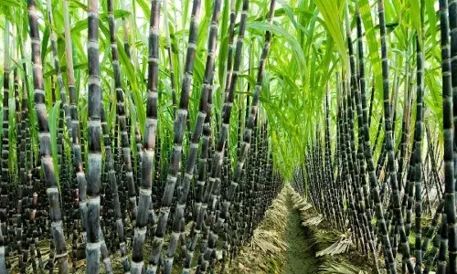 आंदोलनकारी गन्ना किसानों को गोवा पुलिस ने हिरासत में लिया