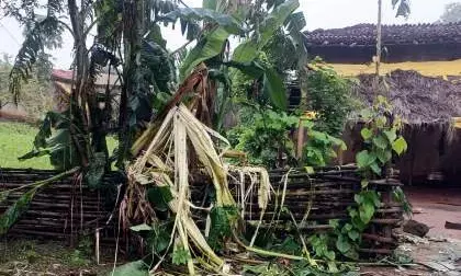 झुंड से बिछड़े जंगली हाथी ने लेकुरबोड़ी में मचाया उत्पात