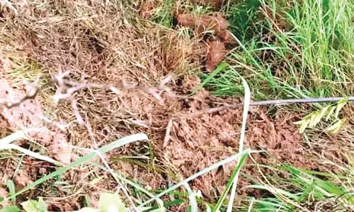 बड़ी मुश्किल है - धान के खेतों में जंगली सुअरों का डेरा