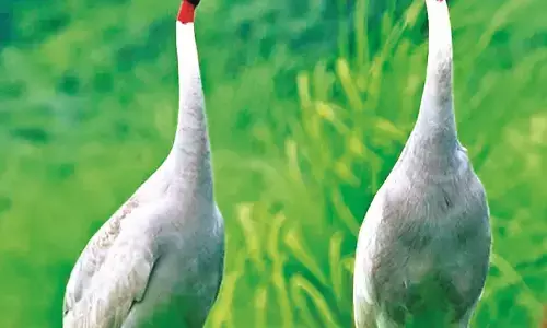 हाई वोल्टेज तारों से सारस पक्षियों को बचाना जरूरी हाई वोल्टेज तारों से सारस पक्षियों को बचाना जरूरी