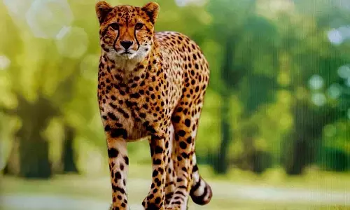 कूनो नेशनल पार्क के दो चीता स्वस्थ कूनो नेशनल पार्क के दो चीता स्वस्थ