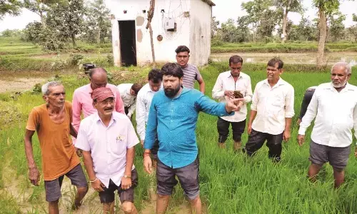 किसानों ने बोया सोना, निकल आया कचरा